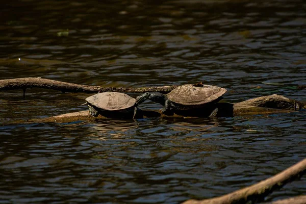 Dva Red Eared Sliders Sedí Dřevěné Klády Jezeře Slunečného Dne — Stock fotografie