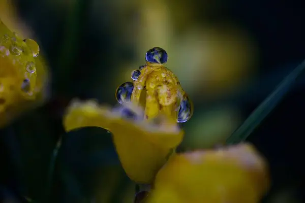 Macro Gorse Flor Con Gotita Agua Sentado Parte Superior —  Fotos de Stock