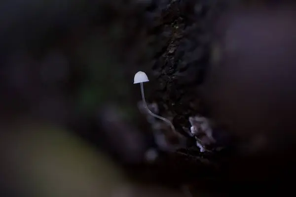 クローズアップキノコ写真真菌 — ストック写真