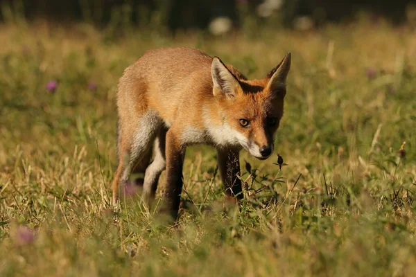 Selektywny Brytyjski Red Fox Vulpes Vulpes — Zdjęcie stockowe