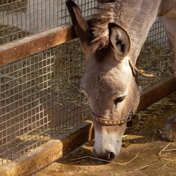 Closeup Shot Cute Donkey Eating Something Ground — Stock Photo, Image