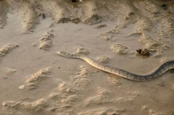 Closeup Dice Snake Muddy Puddle Natrix Tessellata — Stock Photo, Image