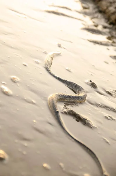 Vertical Closeup Dice Snake Muddy Puddle Natrix Tessellata — Stock Photo, Image