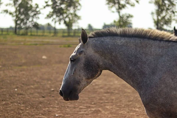 Jovem Cavalo Cinza Macho Grande Rancho Fundo Rural — Fotografia de Stock