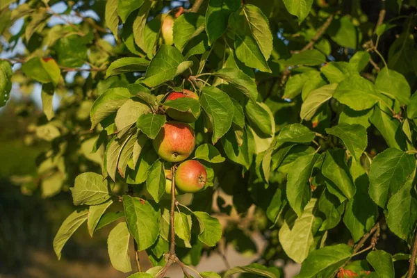 Kilka Prawie Dojrzałych Jabłek Gałęziach Drzew Czekających Zebranie — Zdjęcie stockowe
