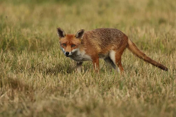 Selective British Red Fox Vulpes Vulpes — Stock Photo, Image