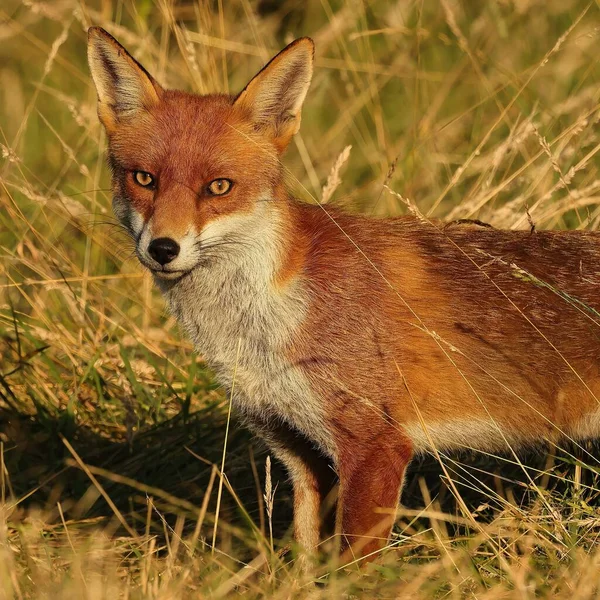 Selectivo British Red Fox Vulpes Vulpes —  Fotos de Stock