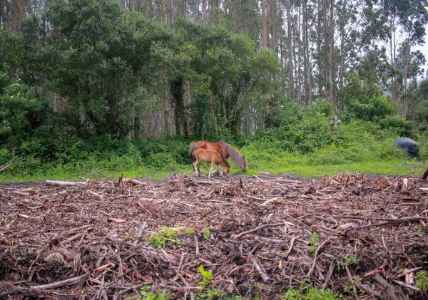 Mare Foal Grazing Together Woods Road — Stock Photo, Image