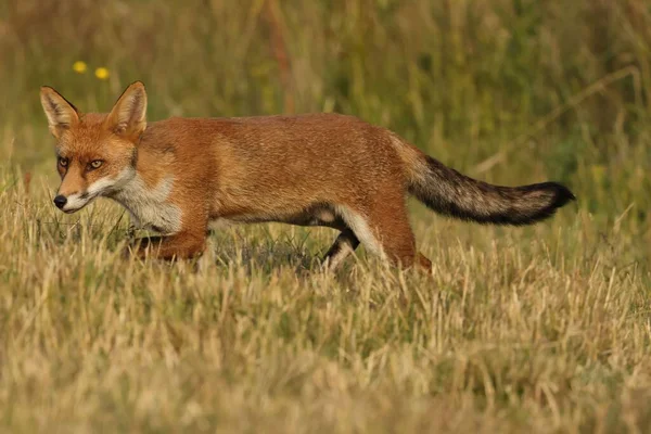 Selettivo Volpe Rossa Britannica Vulpes Vulpes — Foto Stock