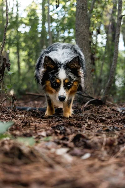 Ein Pelziger Australischer Schäferhund Geht Durch Den Wald — Stockfoto