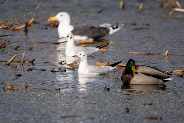 Eine Nahaufnahme Von Wildenten Die Wasser Schwimmen — Stockfoto