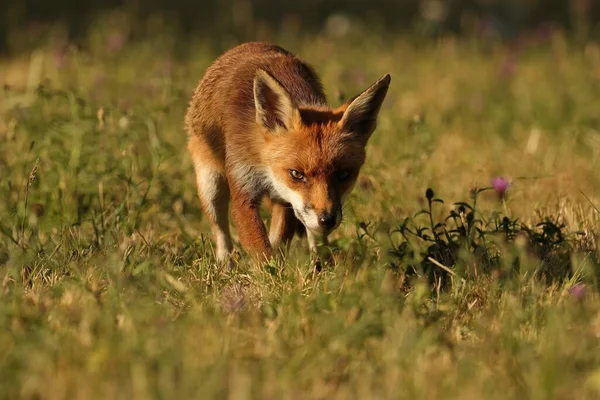 Seletivo Raposa Vermelha Britânica Vulpes Vulpes — Fotografia de Stock