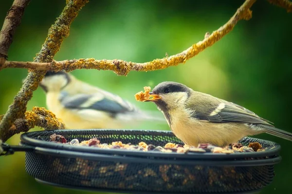 Great Tit Birds Eating Bird Feeder Food — Stok fotoğraf