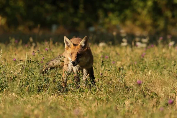 Selectivo British Red Fox Vulpes Vulpes — Foto de Stock