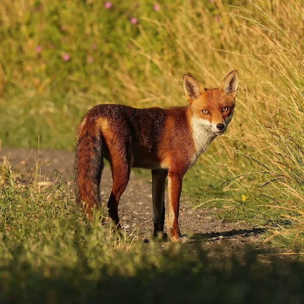 Selectivo British Red Fox Vulpes Vulpes —  Fotos de Stock