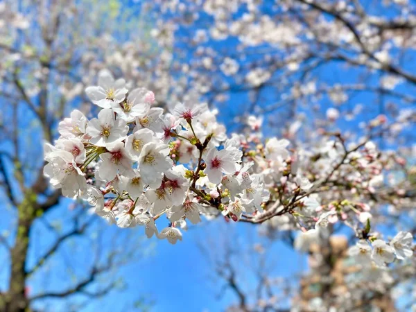 白い桜の枝のクローズアップ — ストック写真