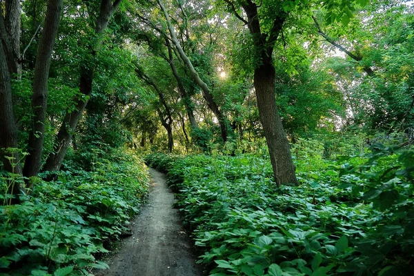 Mała Ścieżka Przez Głęboki Las — Zdjęcie stockowe