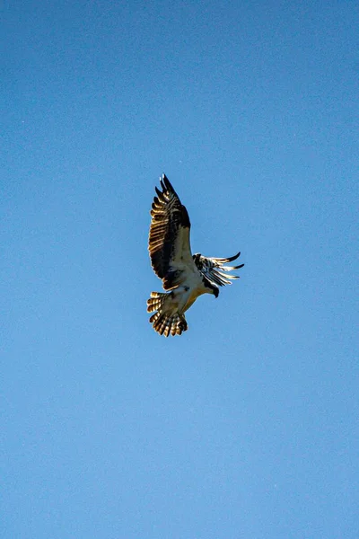 Μια Χαμηλή Γωνία Του Osprey Ανοιχτά Φτερά Που Πετούν Στον — Φωτογραφία Αρχείου
