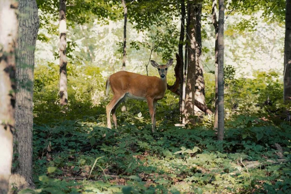 Een Babyhert Dat Grasland Het Bos Staat — Stockfoto