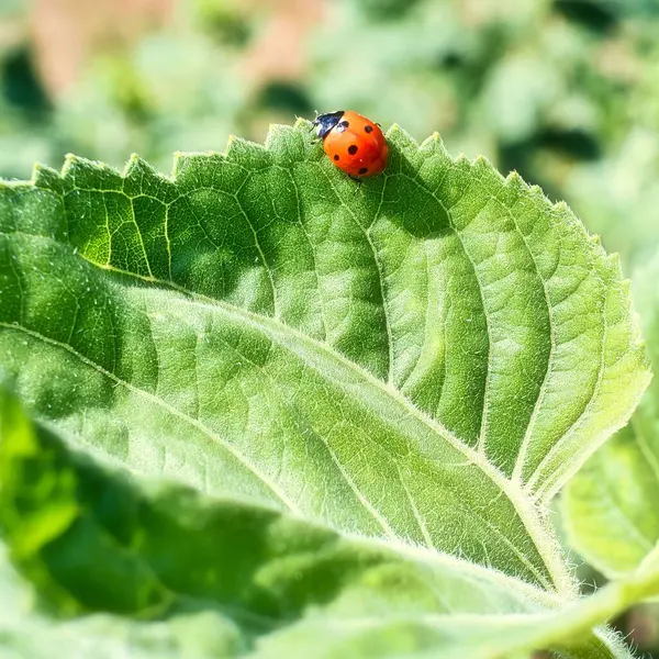 Uma Joaninha Uma Folha Verde Uma Fábrica — Fotografia de Stock