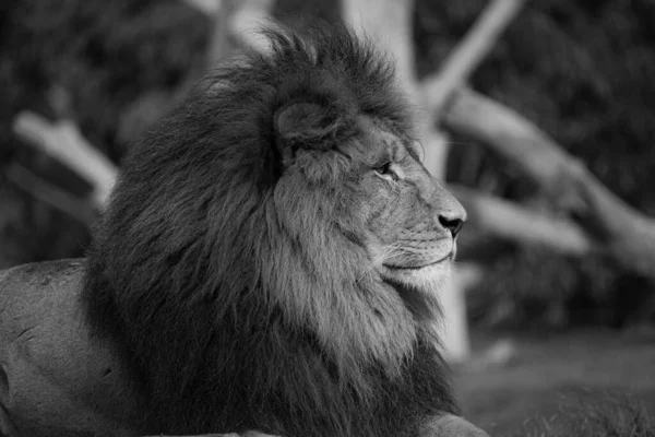在动物园休息的狮子的灰度侧视图 — 图库照片
