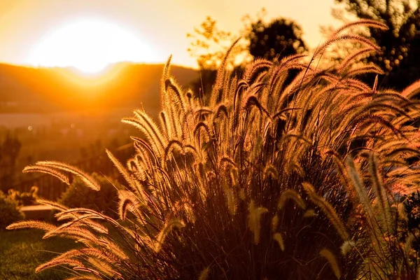 Ένα Φλεγόμενο Ηλιοβασίλεμα Στην Καλιφόρνια Φωτίζει Φυτά Κήπου — Φωτογραφία Αρχείου
