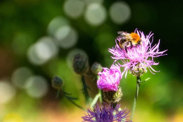 Ett Smuttar Nektar Från Rosa Blomma Isolerad Grön Natur Bakgrund — Stockfoto