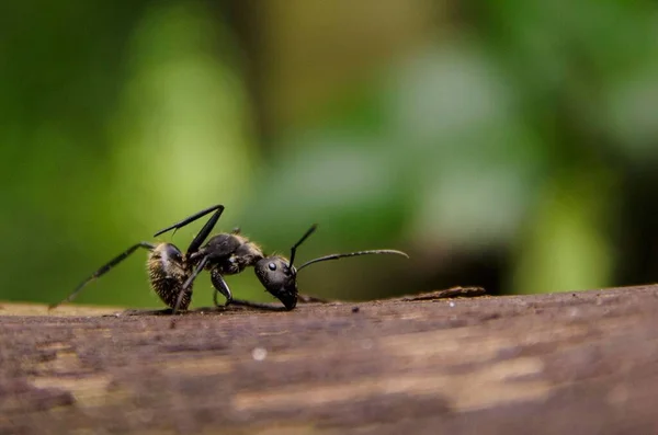 Primer Plano Una Hormiga Sobre Una Superficie Madera — Foto de Stock
