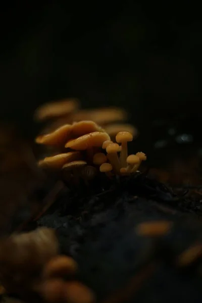 Zbliżenie Makro Grzyb Obraz Grzyb Grzyb — Zdjęcie stockowe