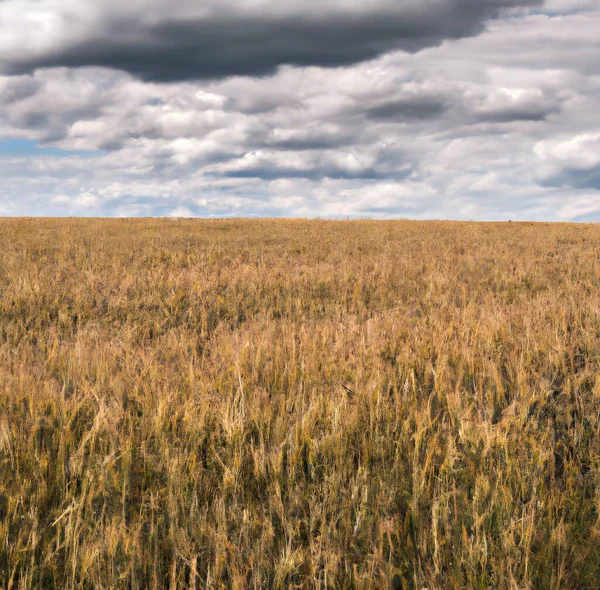 Krajina Pšeničného Pole Pod Zataženou Oblohou Ponurý Den Venkově — Stock fotografie