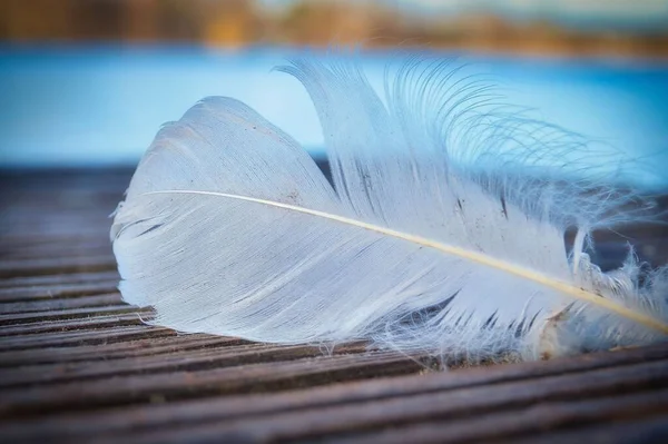 A closeup of white feather isolated in blurred background