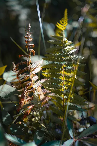 Вертикальний Дріб Вирощування Зелених Листя Рослин — стокове фото