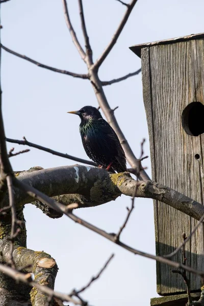 Vertical Shot Common Starling Branch Tree — Stock Photo, Image