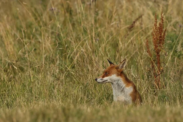 Selectivo British Red Fox Vulpes Vulpes —  Fotos de Stock