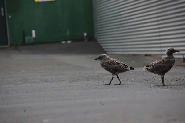 Schwarzrückenmöwen Möwen Junge Küken Auf Parkplatz — Stockfoto