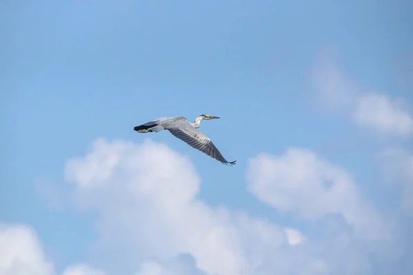 一只灰色的苍鹭在空中飞舞的特写镜头 — 图库照片