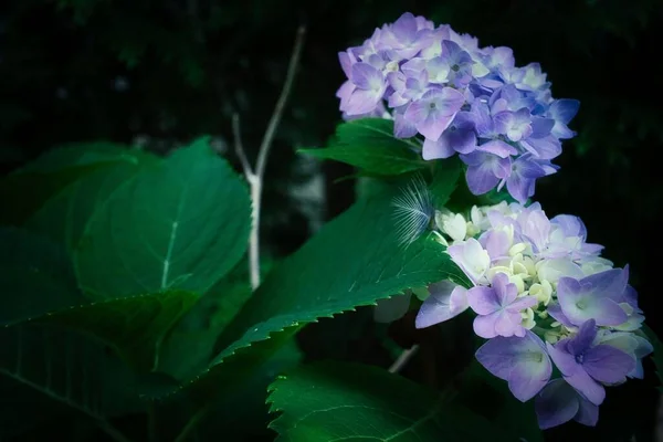Belas Flores Hortênsia Roxa Jardim — Fotografia de Stock