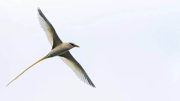 白い尾をしたトロピカバード フェートン レプトゥルス 美しい鳥が飛んでいます — ストック写真