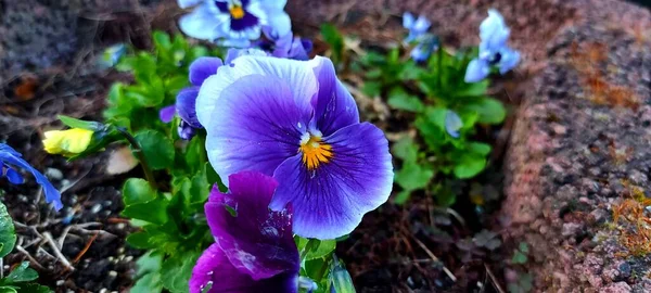 Azul Amarillo Púrpura Pansy Flor — Foto de Stock