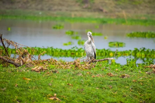 Une Cigogne Bec Ouvert Asie Anastomus Oscitans Dans Marais Lac — Photo