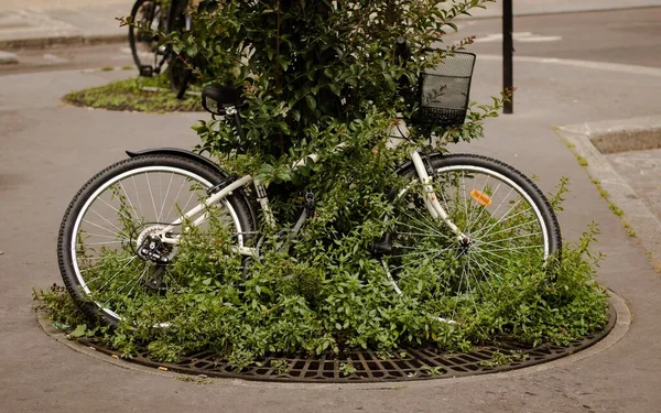 フランスのパリの通りに生えている木や植物に残された自転車の水平撮影 — ストック写真