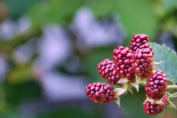 Primer Plano Moras Aisladas Fondo Naturaleza Verde — Foto de Stock