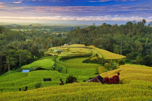 インドネシアのバリ島の田んぼの景色 — ストック写真