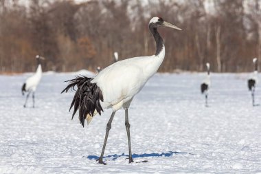 Kar tarlasında kırmızı taçlı bir vinç.