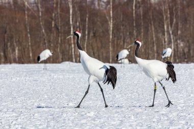 İki kırmızı taçlı turna karlı bir arazide yürüyor.