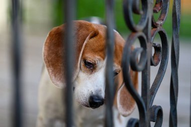 Dekoratif metal çitlerin arkasında yalnız köpek yavrusu, seçici odaklanma