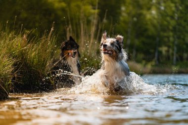 Parlak güneş ışığı altında suda oynayan sevimli bir Avustralyalı çoban.