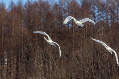 Ormanda ağaçların arasında uçan üç ötücü kuğu
