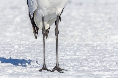 Karlı bir tarlada kırmızı taçlı bir vincin bacaklarının yakın plan çekimi.