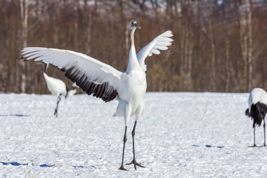 Genç kırmızı taçlı bir turna karlı bir tarlada dans ediyor.